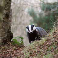 Badger in a wood